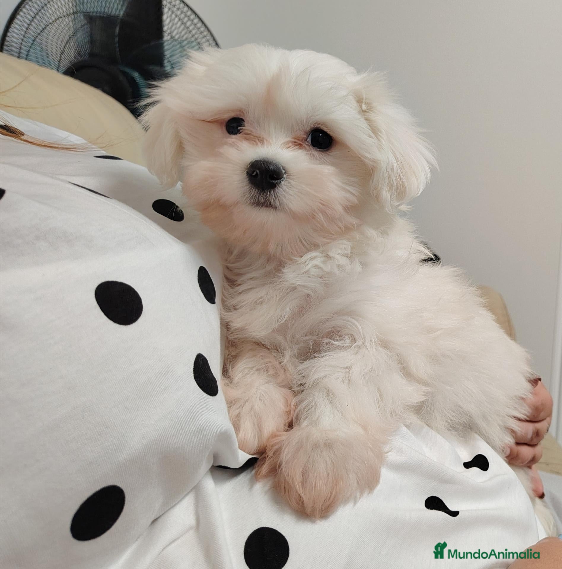 Bichón Maltés perros Bichones  - Anuncio 2