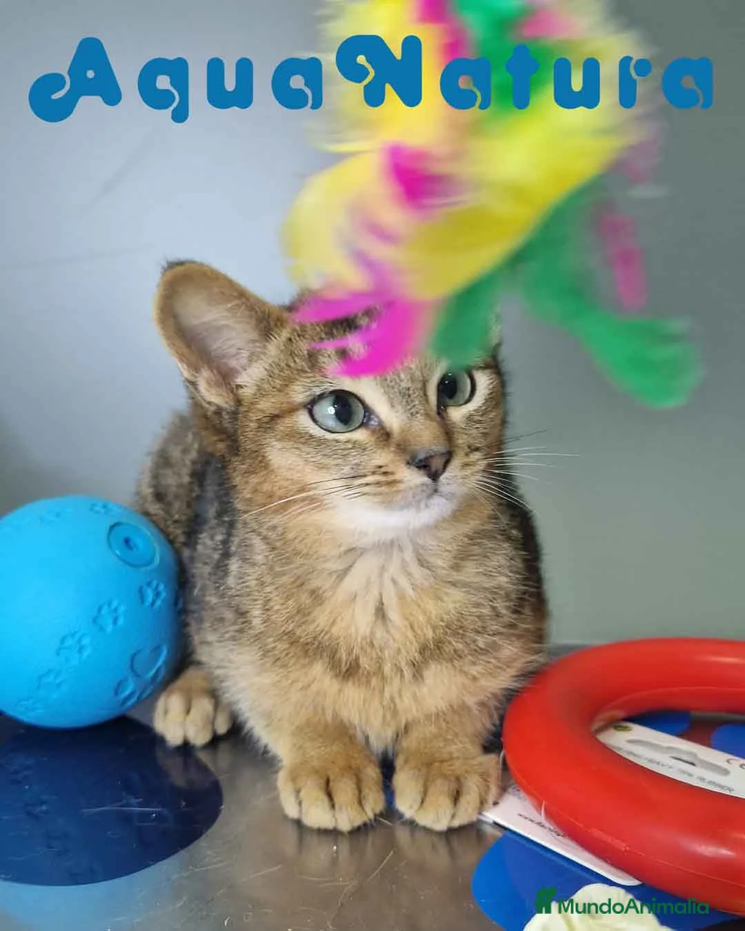 Abisinio gatos en venta: Abisinio Hembra de Santa 1934 AQUANATURA - Anuncio 6