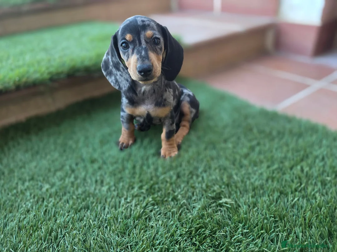 Teckel Miniatura perros en venta: TECKEL MINIATURA ARLEQUIN - Anuncio 2