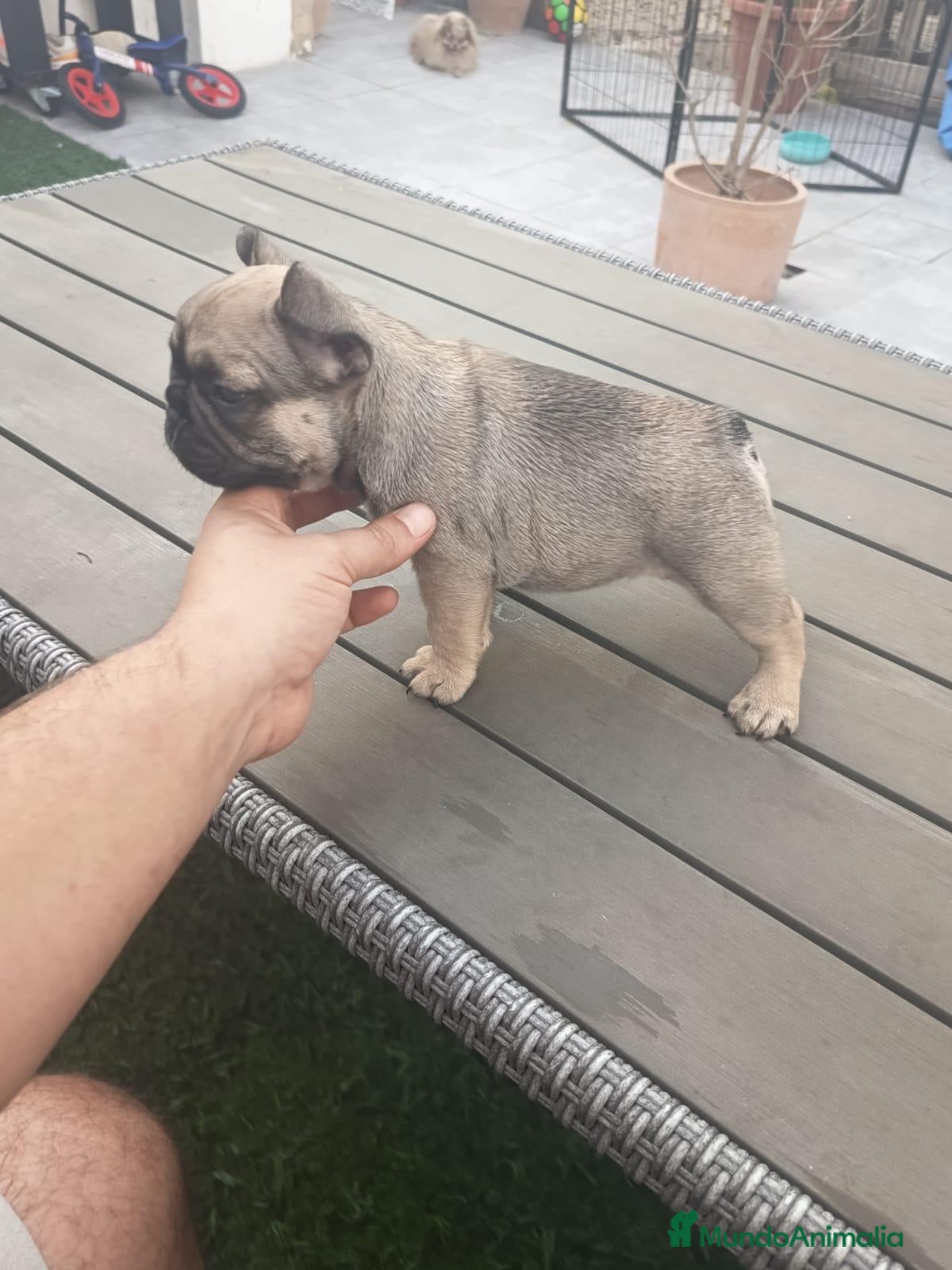 Bulldog Francés perros Bulldog frances - Anuncio 1