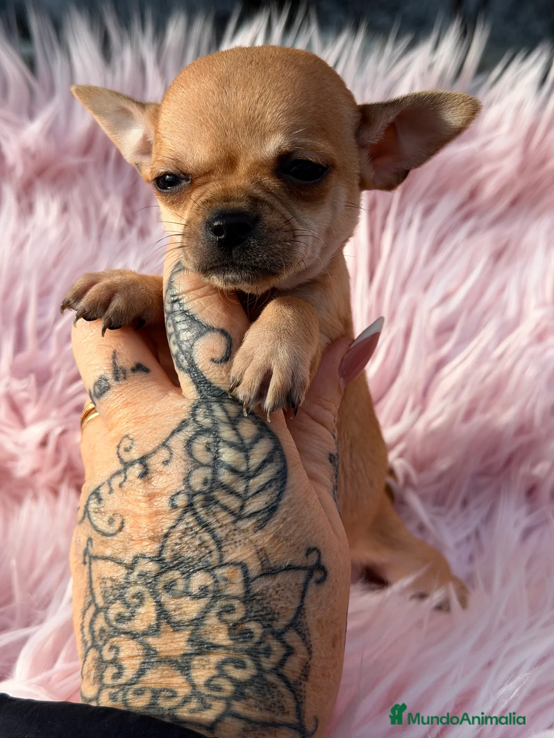 Chihuahua perros en venta: Chihuahua crema Minitoy  - Anuncio 2