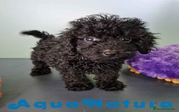 Caniche Toy perros en venta: Caniche Hembra CJMM 4170 AQUANATURA - Imagen 5