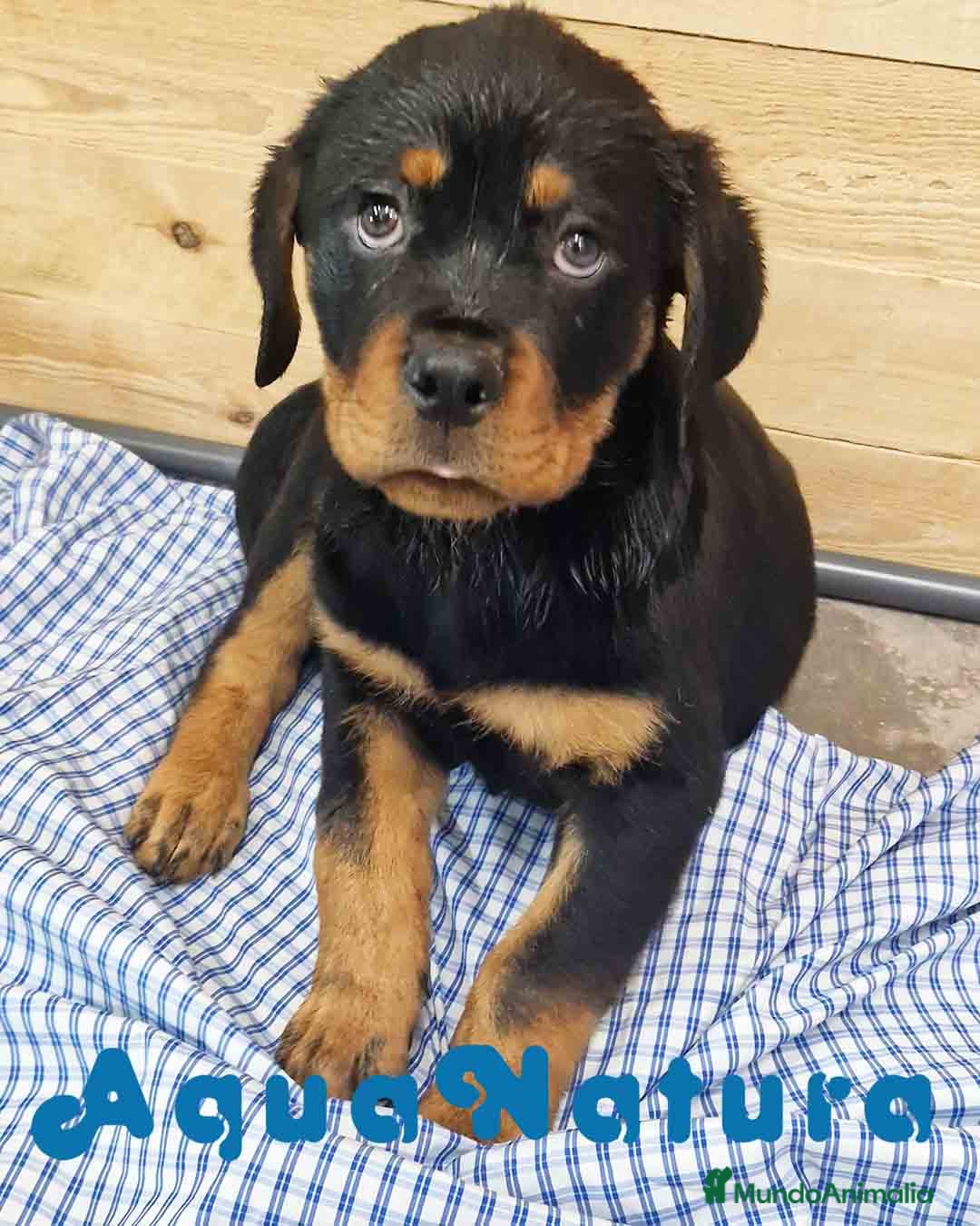 Rottweiler perros Rottweiler Macho 1070 - AQUANATURA en Barcelona - Anuncio 2