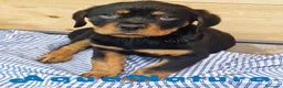 Rottweiler perros en venta: Rottweiler Macho 1070 - AQUANATURA en Barcelona - Anuncio 1