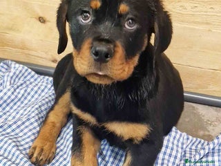 Rottweiler perros en Barcelona - Anuncio 1