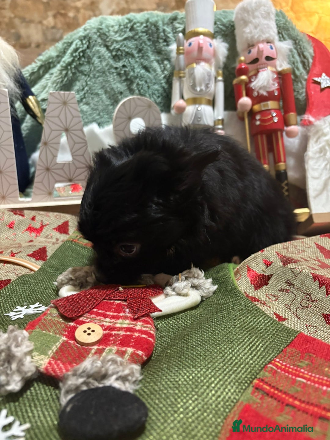 Chihuahua perros en venta: Chihuahua toy pelo largo rusa - Anuncio 2