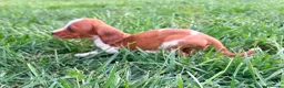 Teckel Miniatura perros en venta: Teckel kaninchen  - Anuncio 16