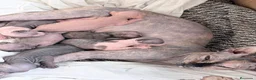 Sphynx gatos en venta: Camada de sphynx multicolor  - Anuncio 12