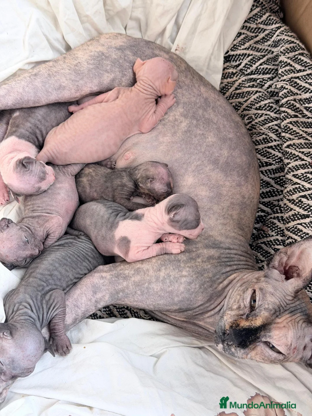 Sphynx gatos en venta: Camada de sphynx multicolor  - Anuncio 12