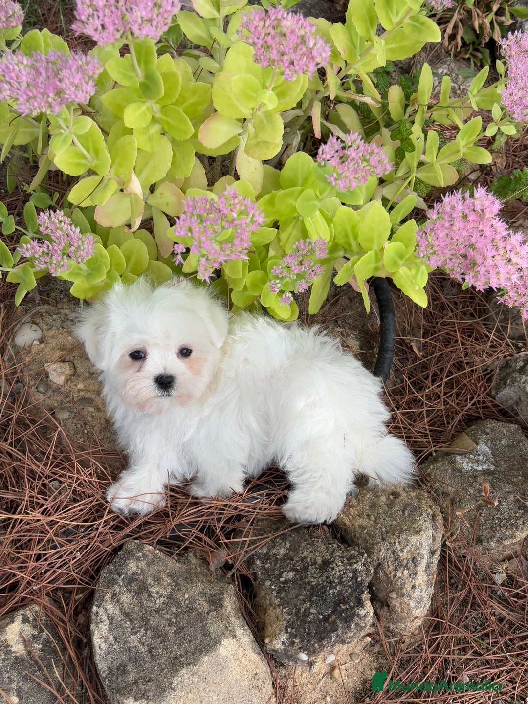 Bichón Maltés perros en venta: Bichon Maltés Toy macho y hembra  - Imagen 6