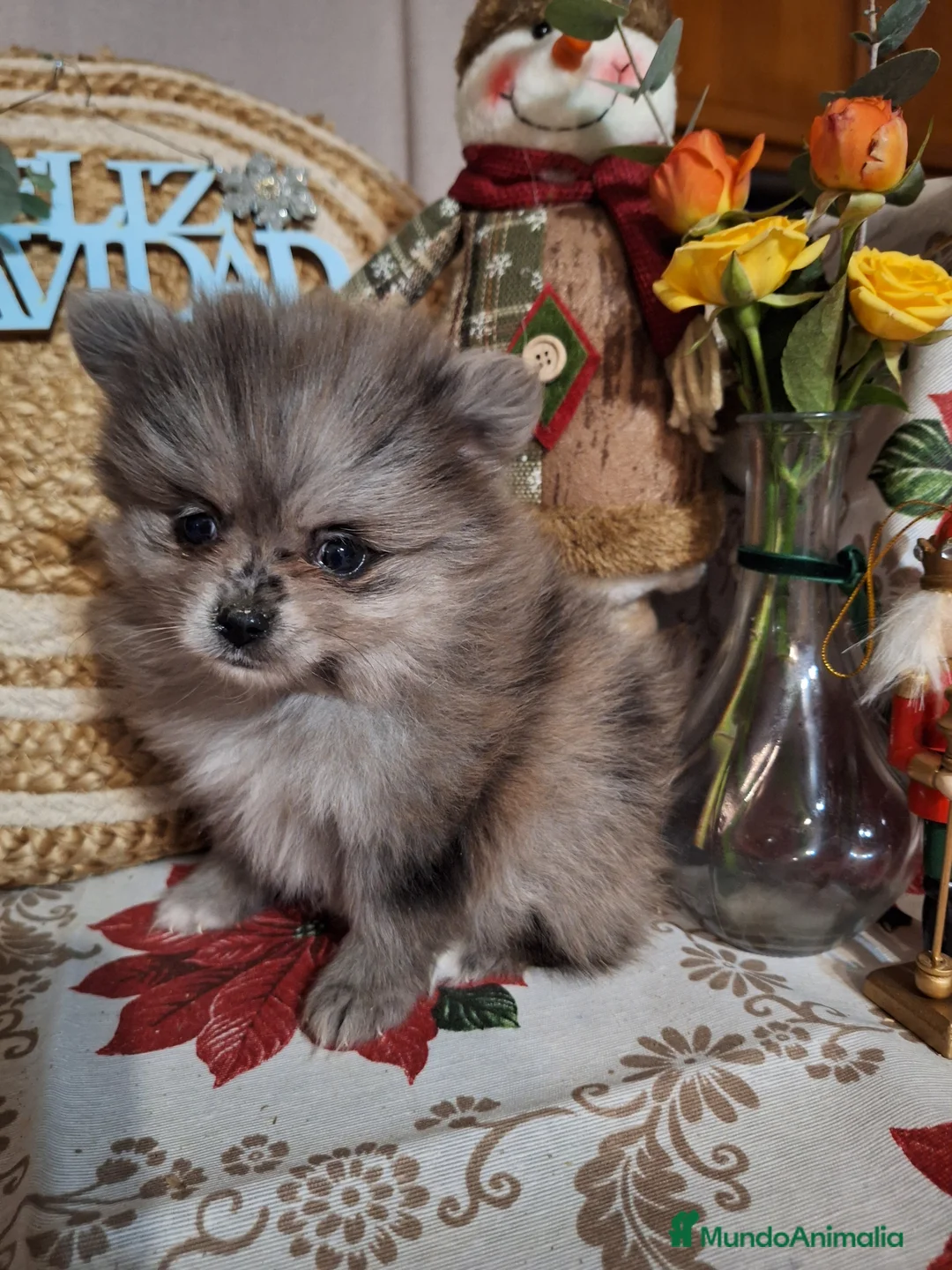Pomerania perros en venta: POMERANIA  - Anuncio 5
