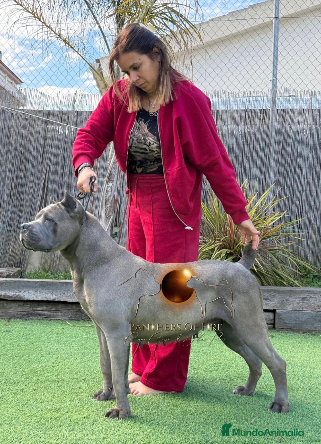 Cane Corso perros Cachorros de Cane Corso Barcelona - Anuncio 1
