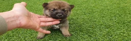 Shiba Inu perros en venta: Shiba Inu Calidad Top - Anuncio 6