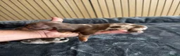 Teckel Miniatura perros en venta: Teckel miniatura chocolate y arlequín chocolate - Anuncio 3