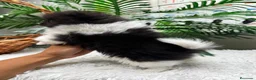 Pomerania perros en venta: POMERANIA - Anuncio 6