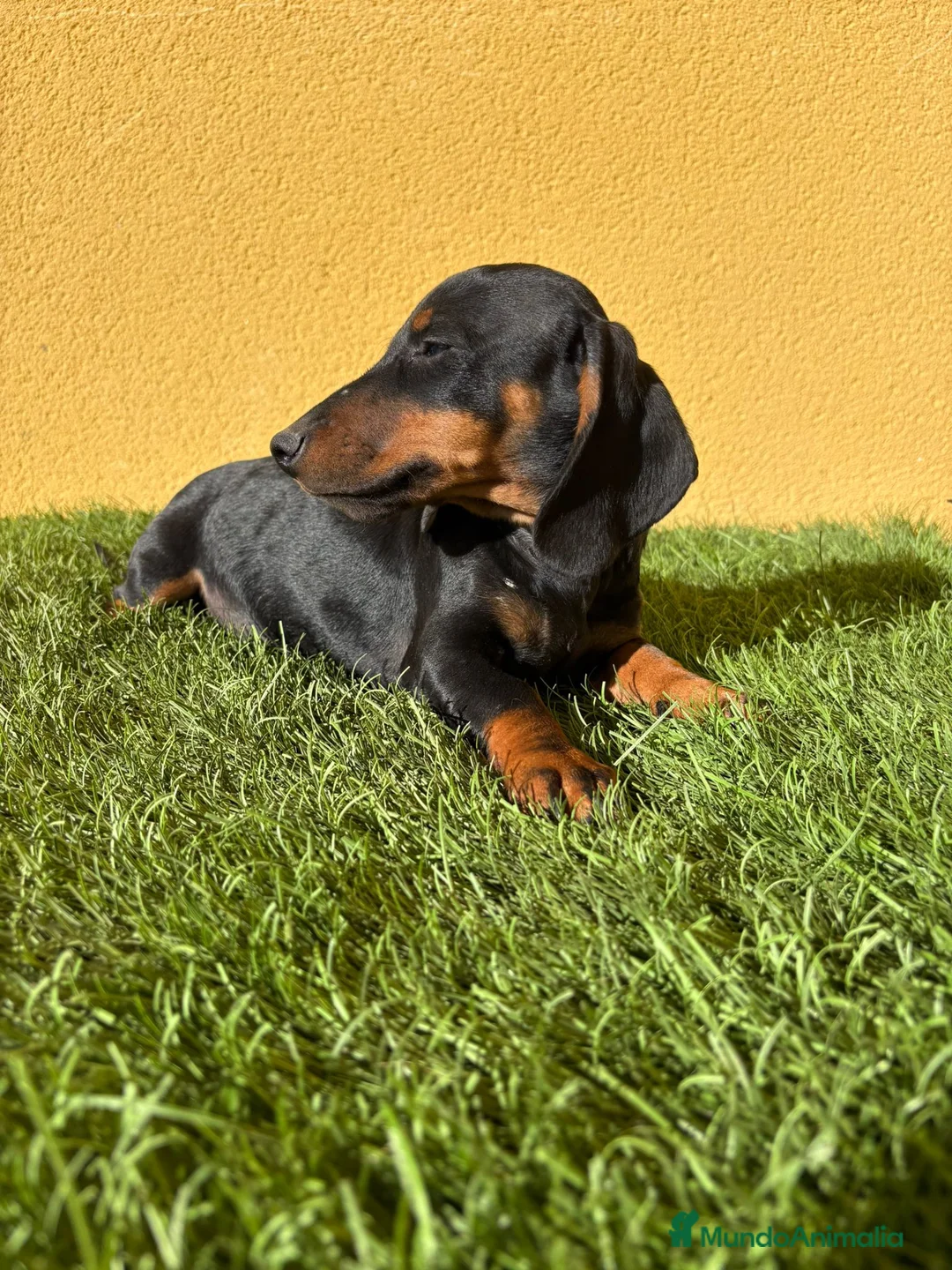 Teckel Miniatura perros en venta: Teckel Miniatura macho negro fuego  - Anuncio 4