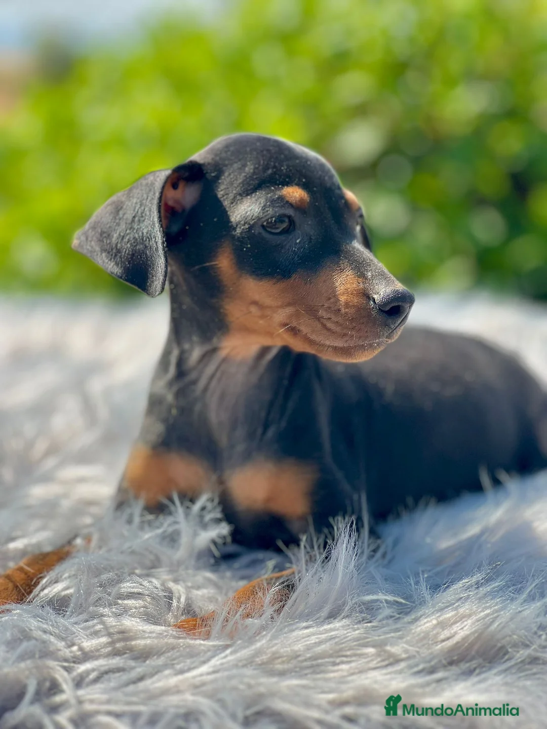 Pinscher Miniatura perros en venta: Mini pincher  - Anuncio 9
