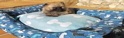 Pomerania perros en venta: Lulú de Pomerania - Anuncio 8