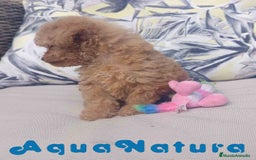 Caniche Toy perros en venta: Caniche Hembra 1 de Estela y King AQUANATURA - Imagen 4