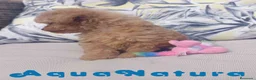 Caniche Toy perros en venta: Caniche Hembra 1 de Estela y King AQUANATURA - Anuncio 4