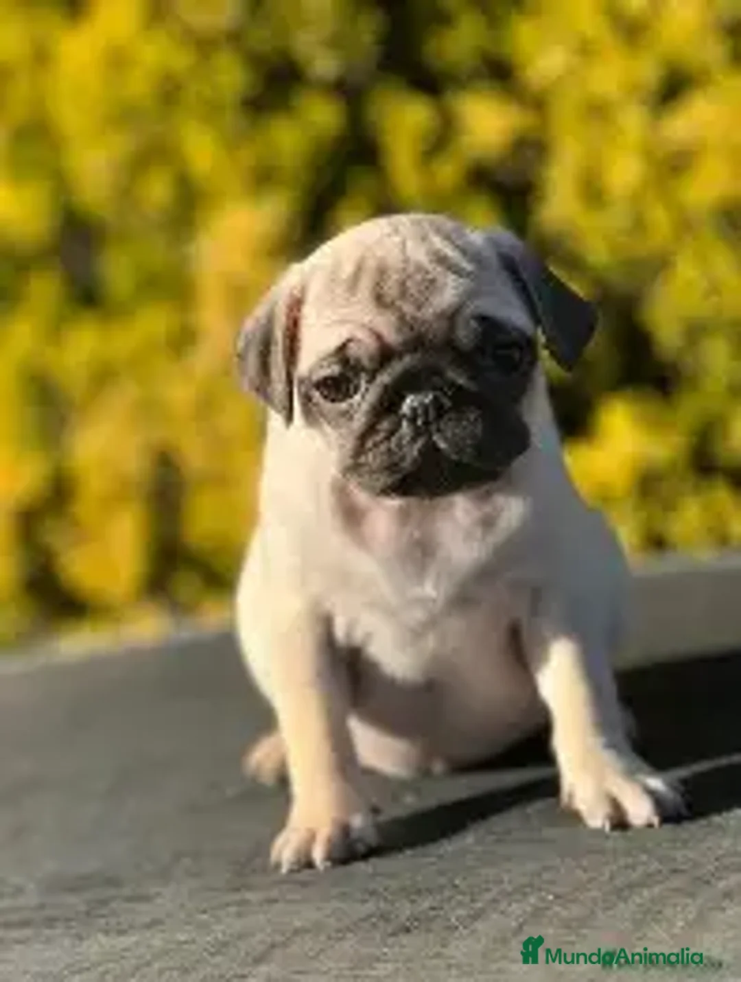 Carlino - Pug perros en venta: CARLINO DISPONIBLE, 950€ - Anuncio 1