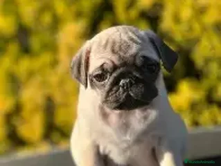 Carlino - Pug perros CARLINO DISPONIBLE, 950€ - Anuncio 1