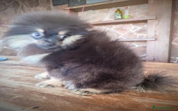 Pomerania perros en venta: Lulú de pomerania machito - Imagen 3