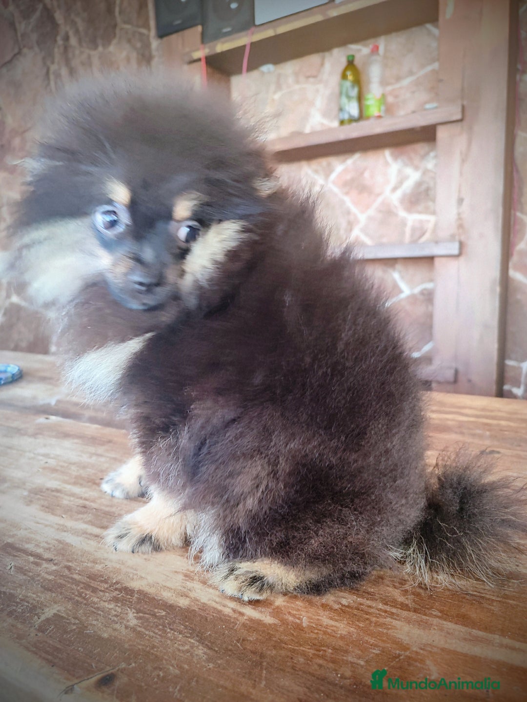 Pomerania perros en venta: Lulú de pomerania machito - Imagen 3