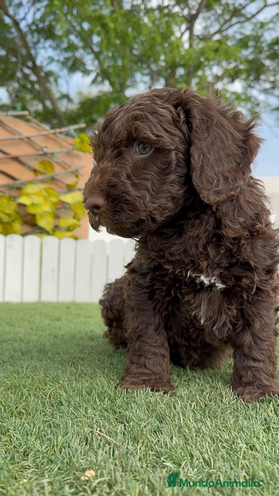 Perro de Agua Español perros en venta: PERRO DE AGUA ESPAÑOL - Anuncio 14