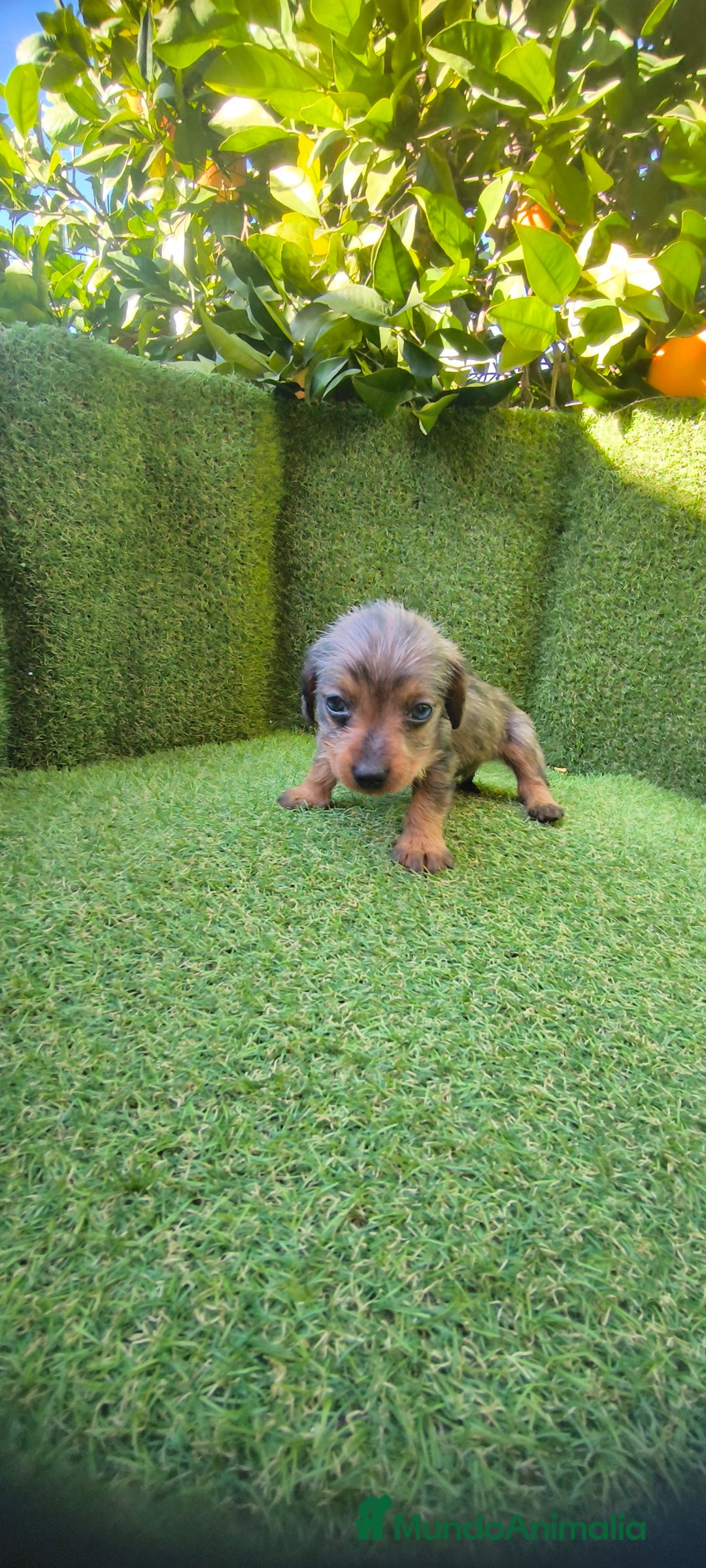 Teckel Miniatura perros en venta: camada teckel miniatura  - Anuncio 29