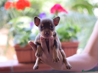 Pinscher Miniatura perros - Anuncio 8