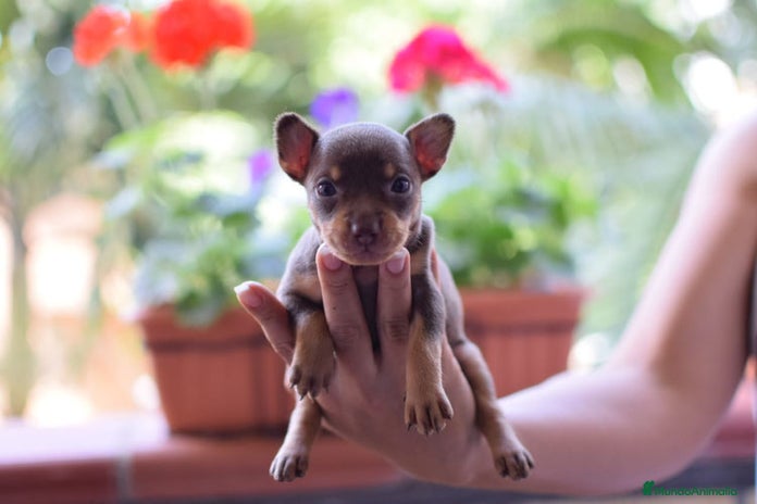 Pinscher Miniatura perros - Anuncio 1