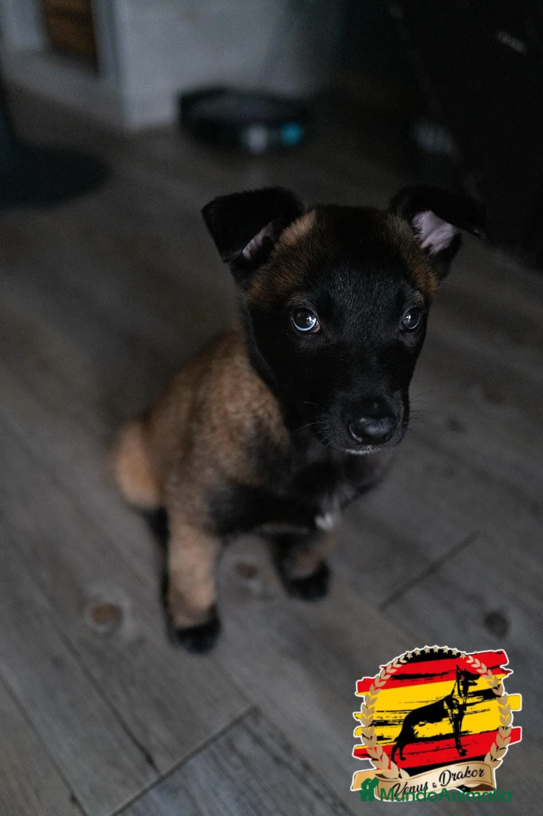 Pastor Belga Malinois perros en venta: Camada  en Murcia - Anuncio 3