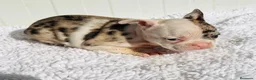 Bulldog Francés perros en venta: Bulldog frances Exotic - Anuncio 22