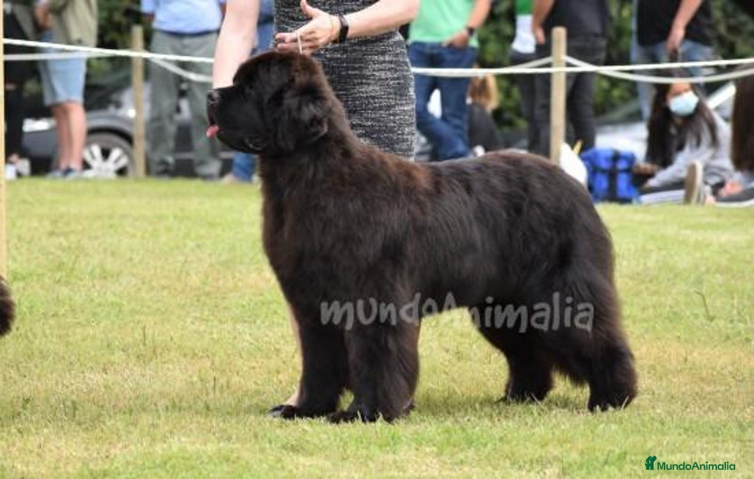 Imagen de galería {{count}}