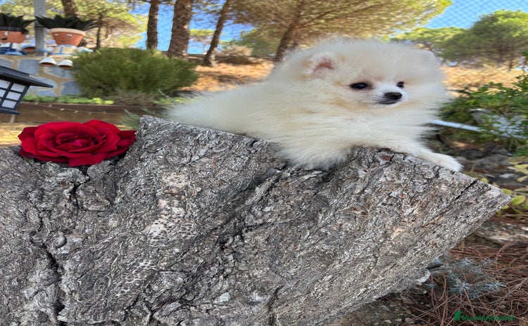 Pomerania perros - Anuncio 14