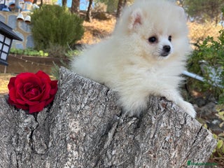 Pomerania perros - Anuncio 1