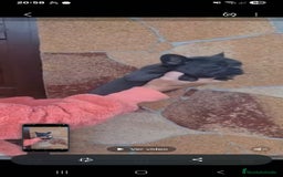 Bulldog Francés perros en venta: ‼️‼️BULLDOG FRANCES - Imagen 3