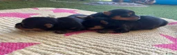 Yorkshire Terrier perros en venta: Yorkshire terrier Prao Toro  en Madrid - Anuncio 12