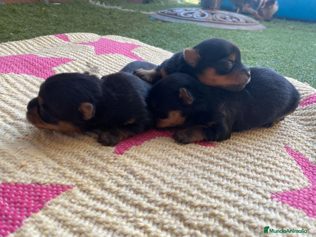 Yorkshire Terrier perros en venta: Yorkshire terrier Prao Toro  en Madrid - Anuncio 12
