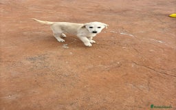 Labrador Retriever perros en venta: Labrador retriever último macho  - Anuncio 11