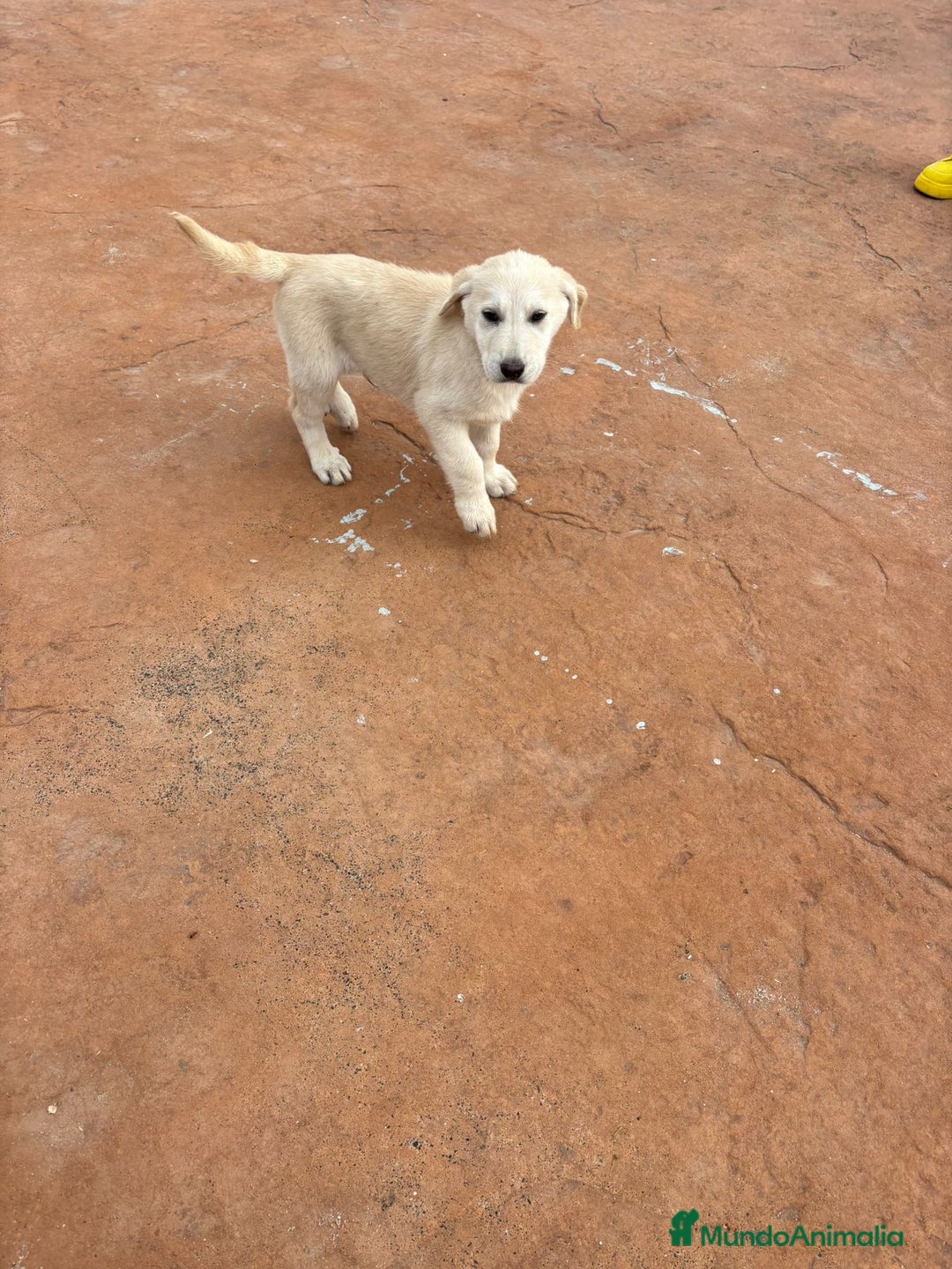 Labrador Retriever perros en venta: Labrador retriever último macho  - Anuncio 11