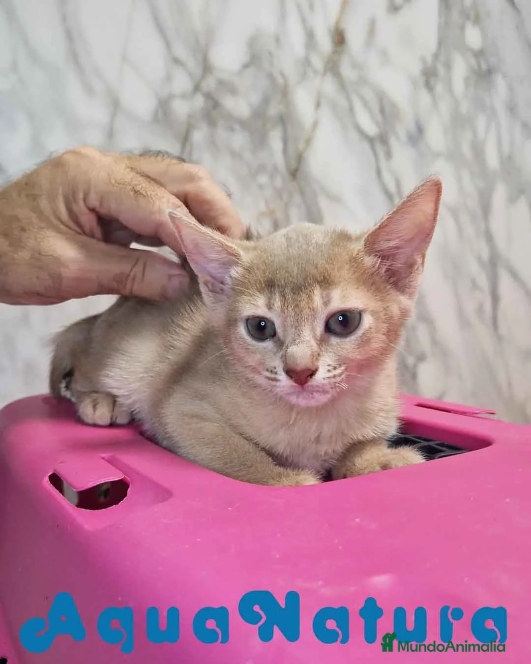 Abisinio gatos en venta: Abisinio Hembra de Mia 7908 AQUANATURA - Anuncio 9