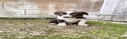 Border Collie perros en venta: Cachorros border collie chocolate! - Anuncio 12