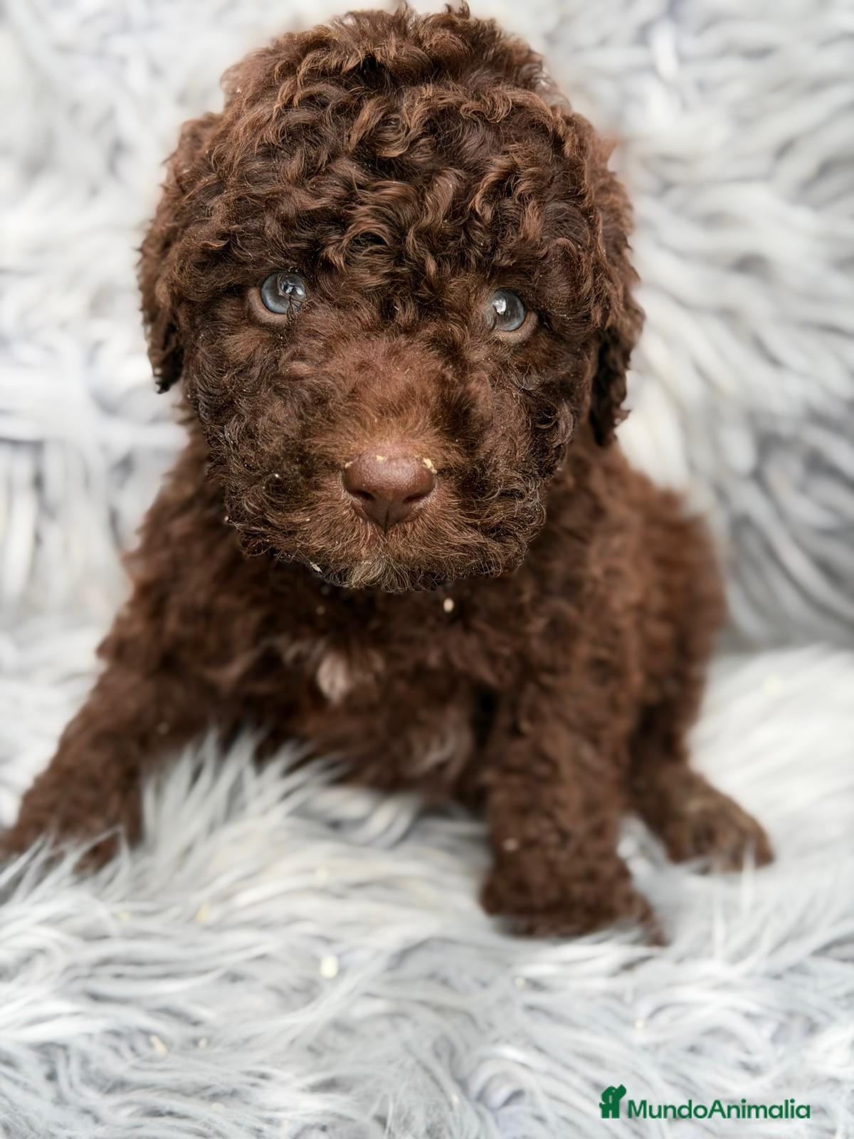 Perro de Agua Español perros PERRO DE AGUA ESPAÑOL CHOCOLATE - Anuncio 1