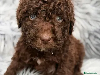 Perro de Agua Español perros PERRO DE AGUA ESPAÑOL CHOCOLATE - Anuncio 1