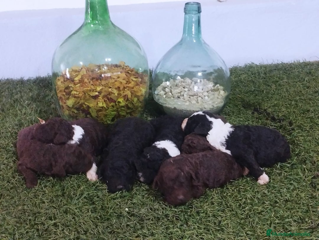 Perro de Agua Español perros en venta: Cachorros perros de agua  - Anuncio 2