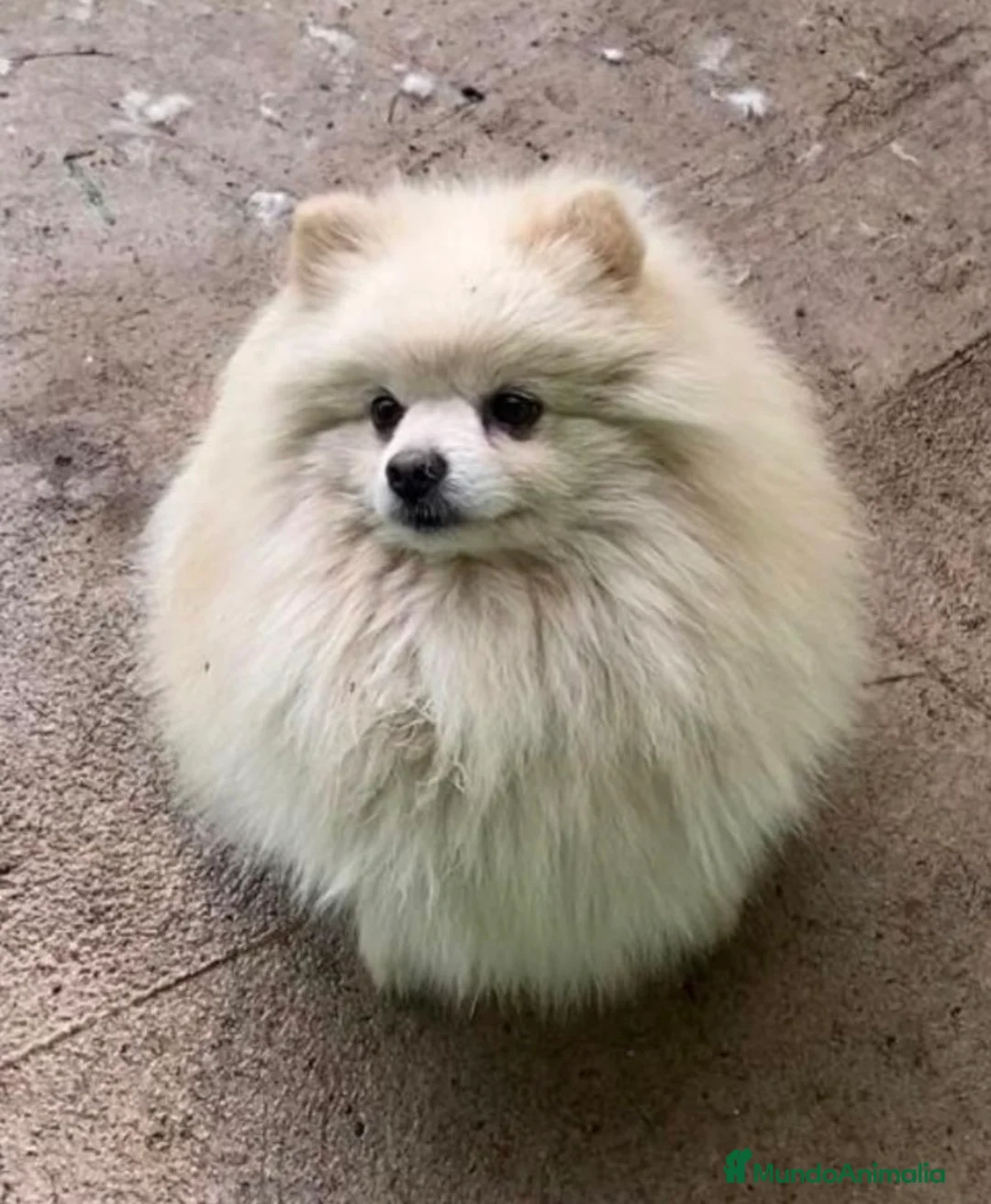 Pomerania perros en venta: Pomerania toy - Anuncio 1