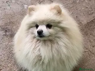 Pomerania perros Pomerania toy - Anuncio 1