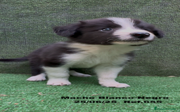 Border Collie perros en venta: BORDER COLLIE DE VILLA BIZNAGA - Imagen 8